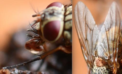 Phaonia valida